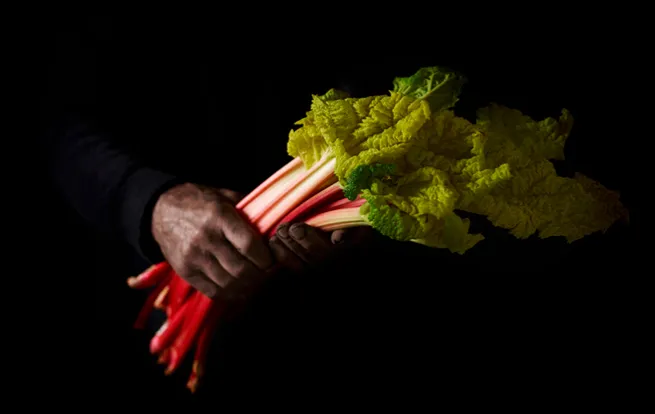 Rhubarb